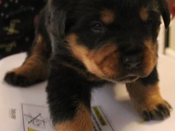 tyson 20